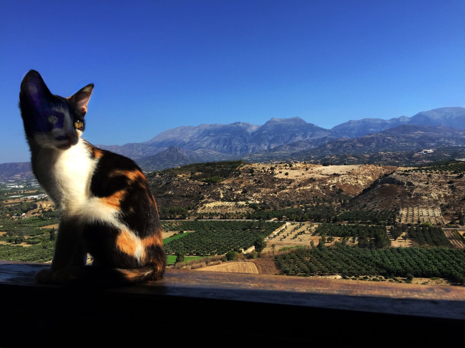 Cat contemplation on Mount Ida